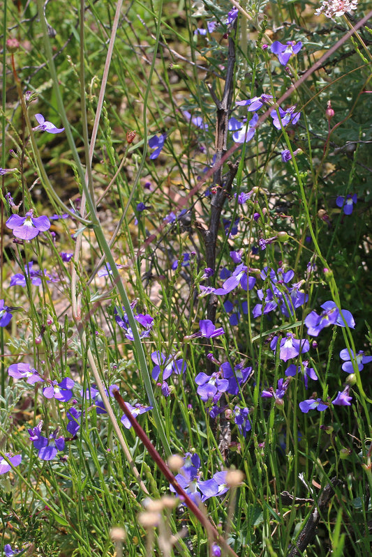 Lobelia Andrewsii (Blue Lobelia)