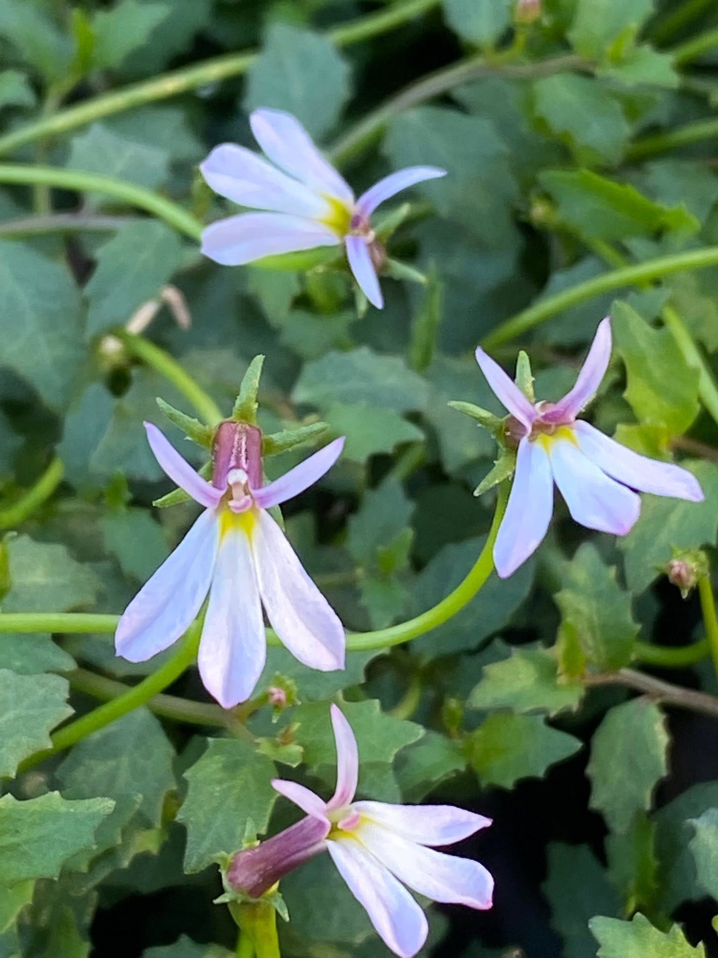 Lobelia Purpurascens (White Root)