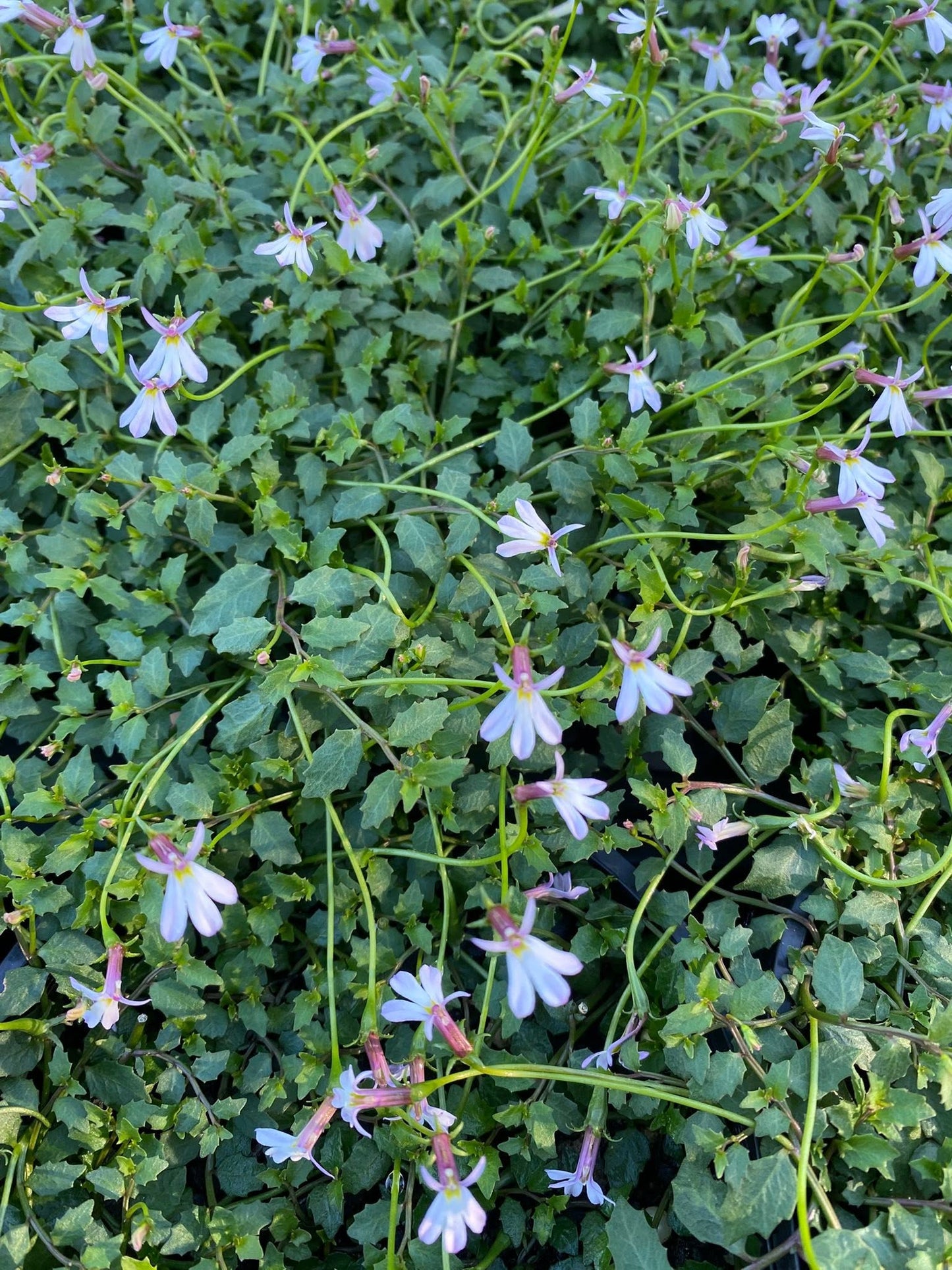Lobelia Purpurascens (White Root)