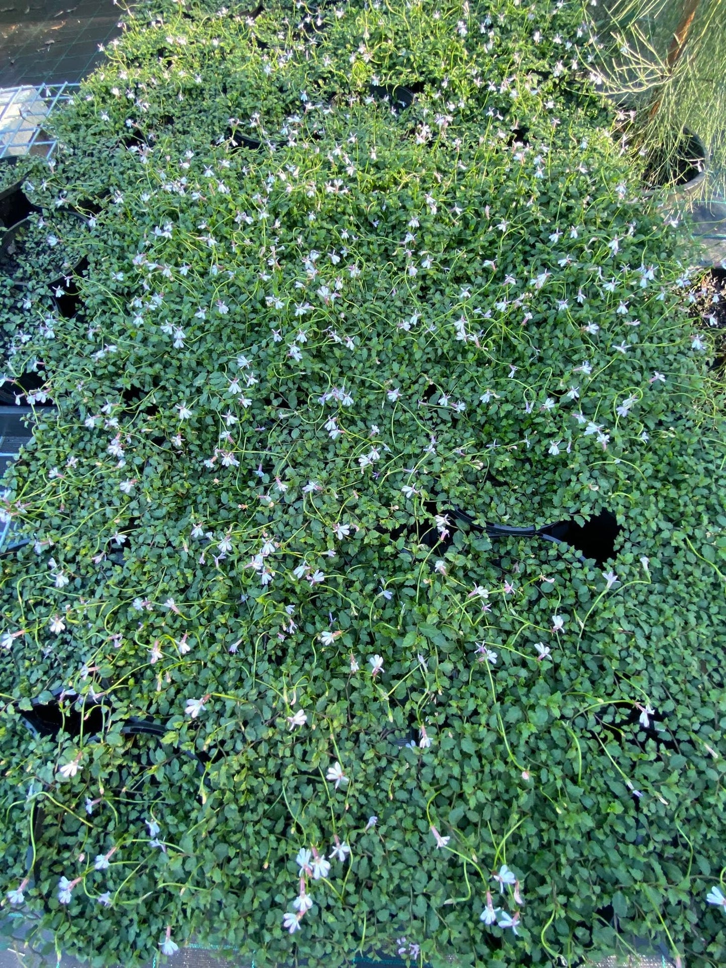 Lobelia Purpurascens (White Root)