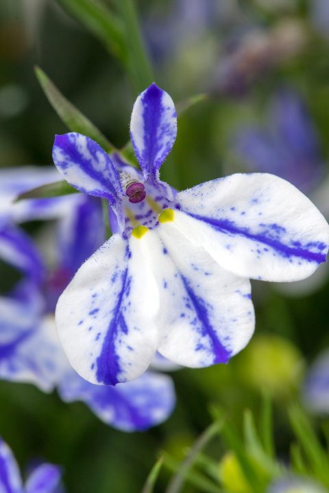 Lobelia ‘Rift Blue’ (Rift Series Lobelia)