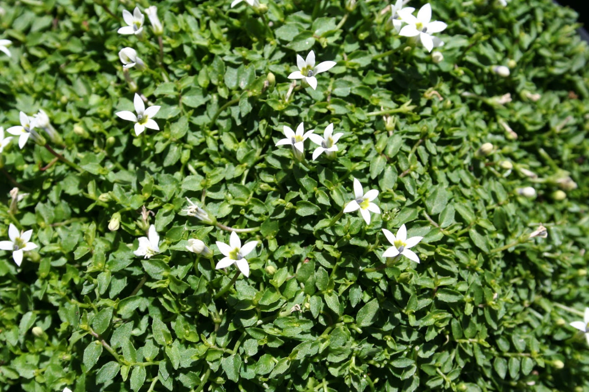 Pratia Pedunculata (Matted Pratia)