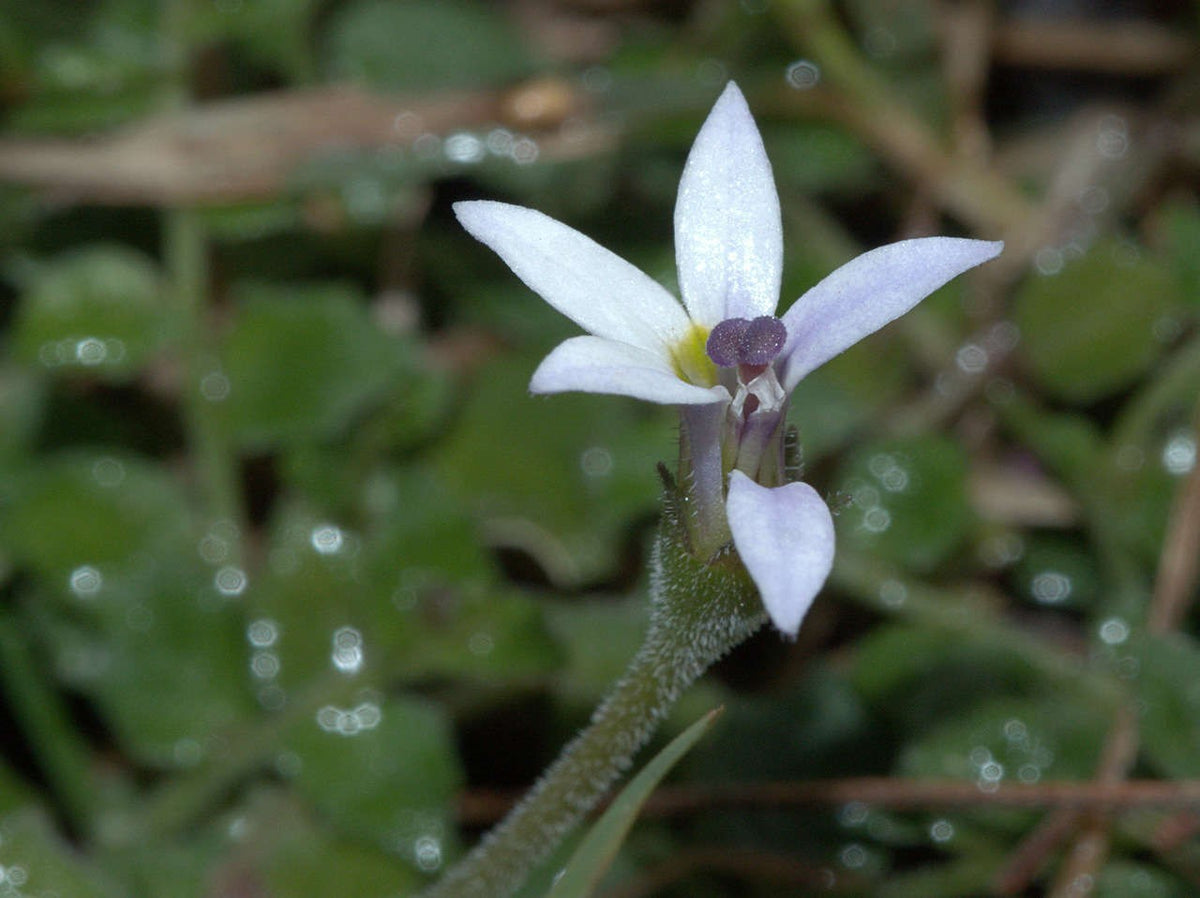 Pratia Pedunculata (Matted Pratia)