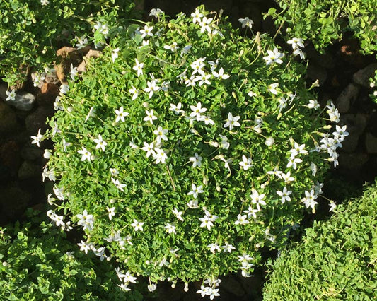 Pratia Pedunculata (Matted Pratia)