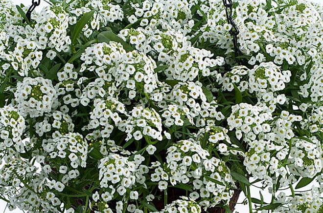 Lobularia ‘White Stream’ (Sweet Alyssum)