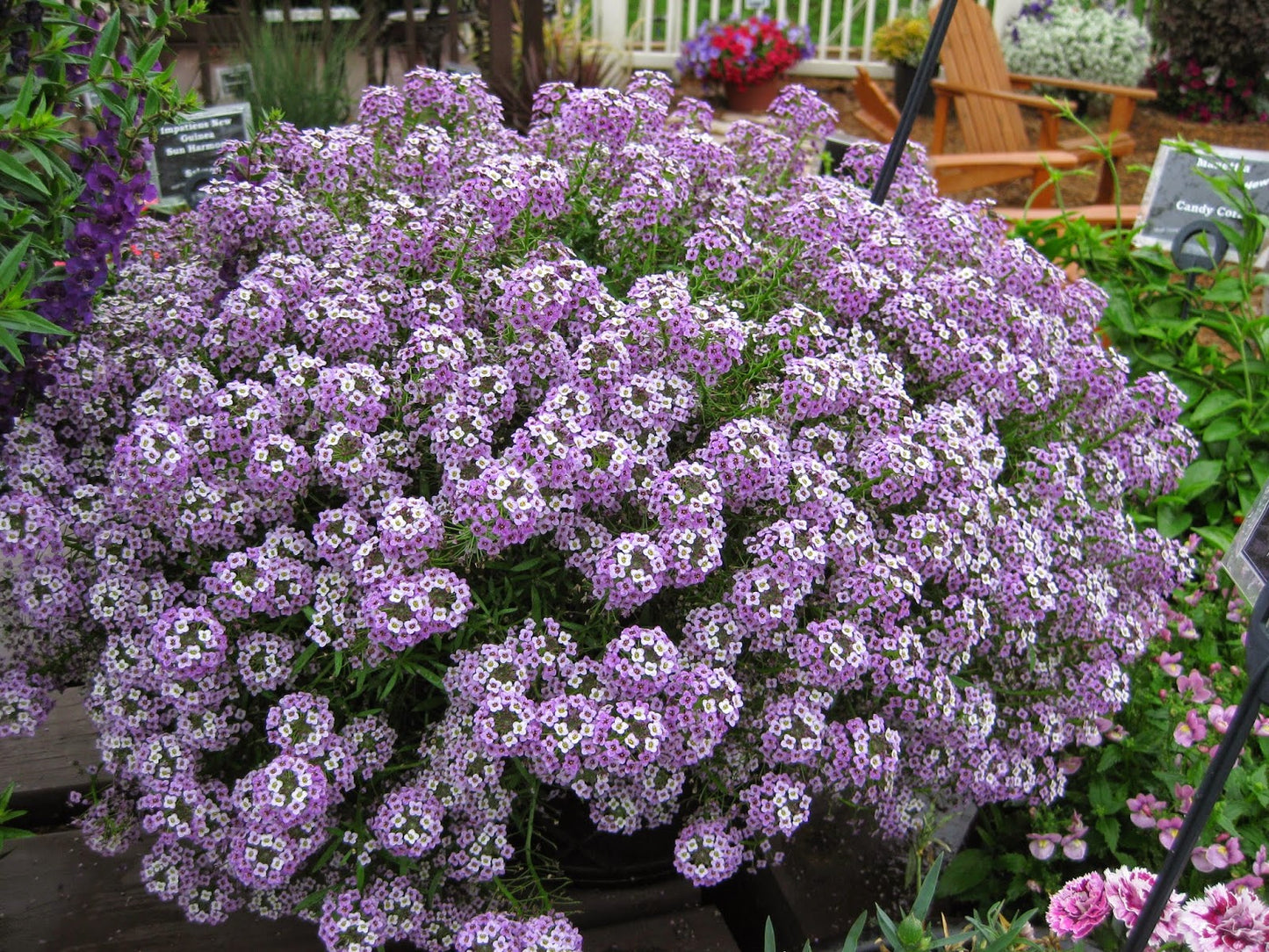 Lobularia ‘Stream Lavender’ (Sweet Alyssum)