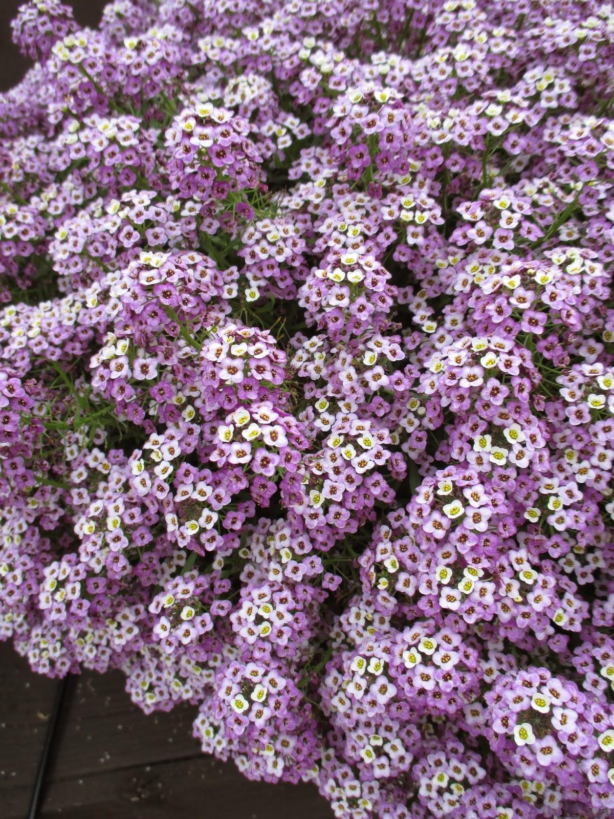 Lobularia ‘Stream Lavender’ (Sweet Alyssum)