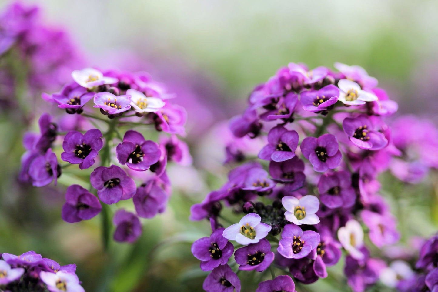 Lobularia ‘Stream Lavender’ (Sweet Alyssum)
