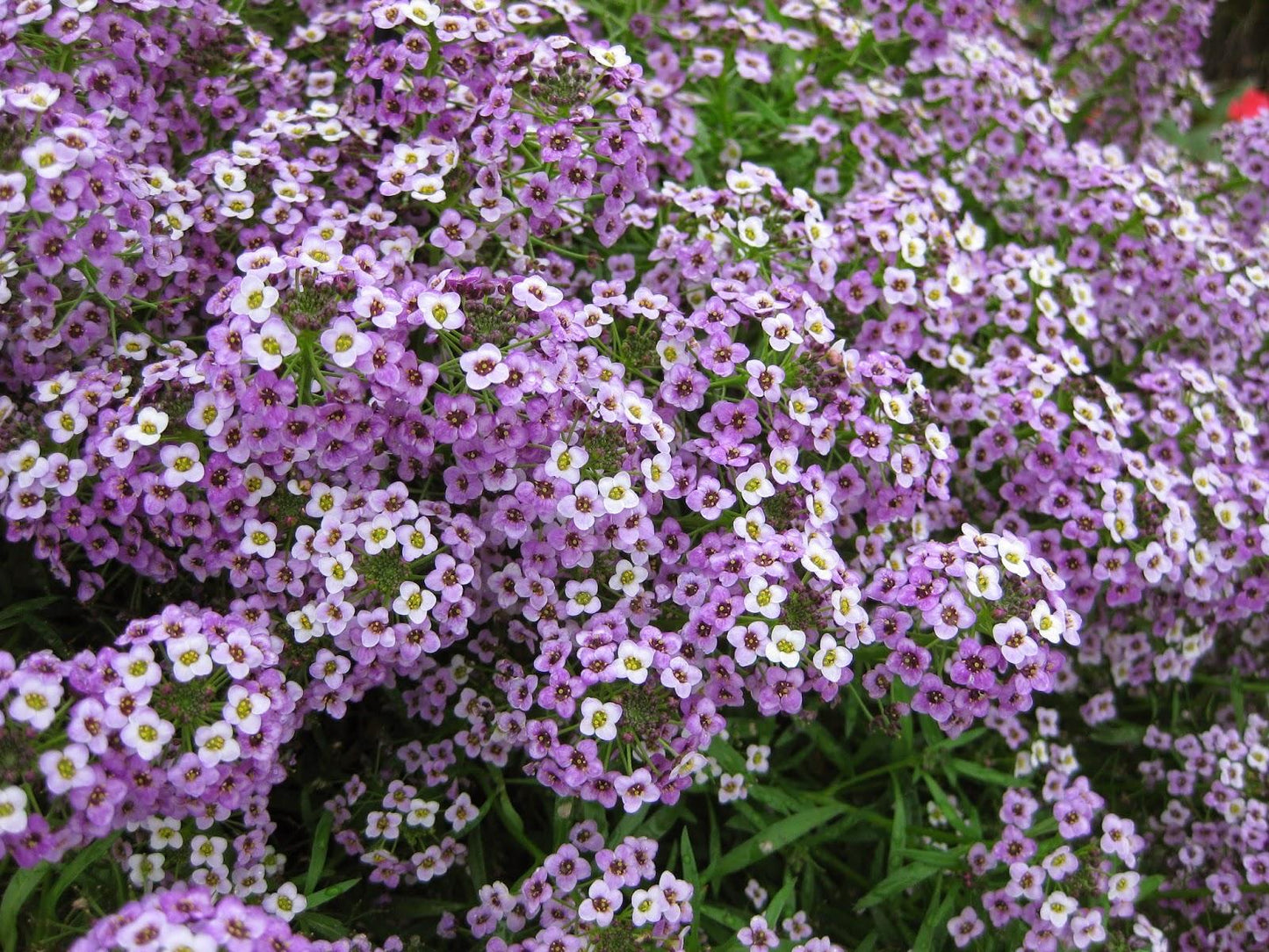 Lobularia ‘Stream Lavender’ (Sweet Alyssum)