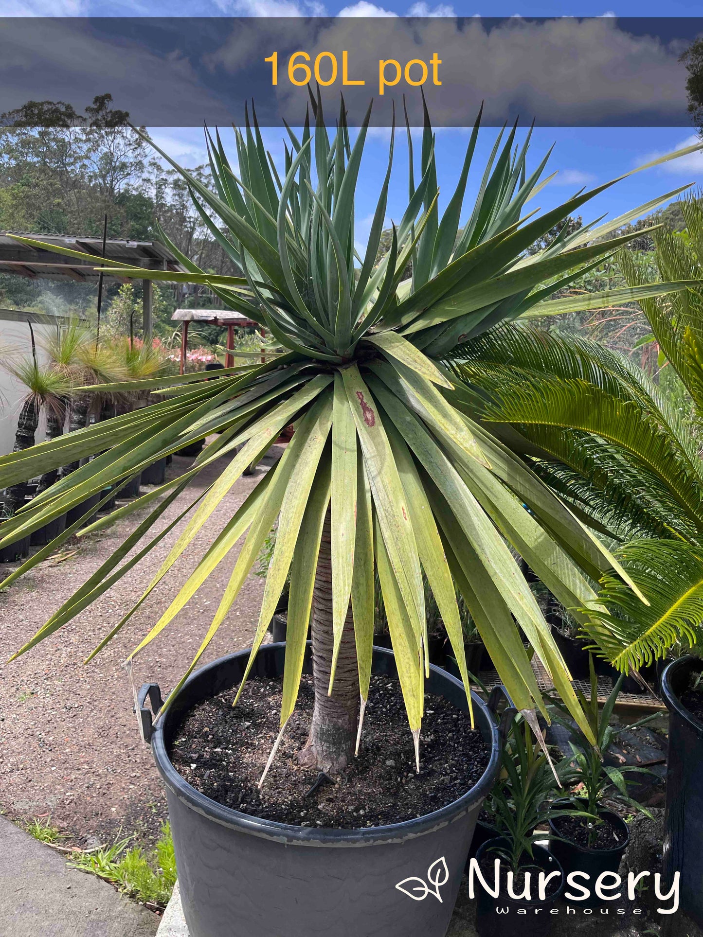 Dracaena Draco (Dragon Tree)