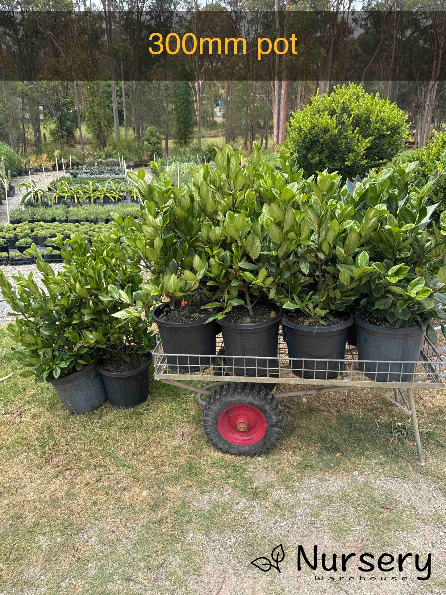 Viburnum suspensum (Sandankwa Viburnum)