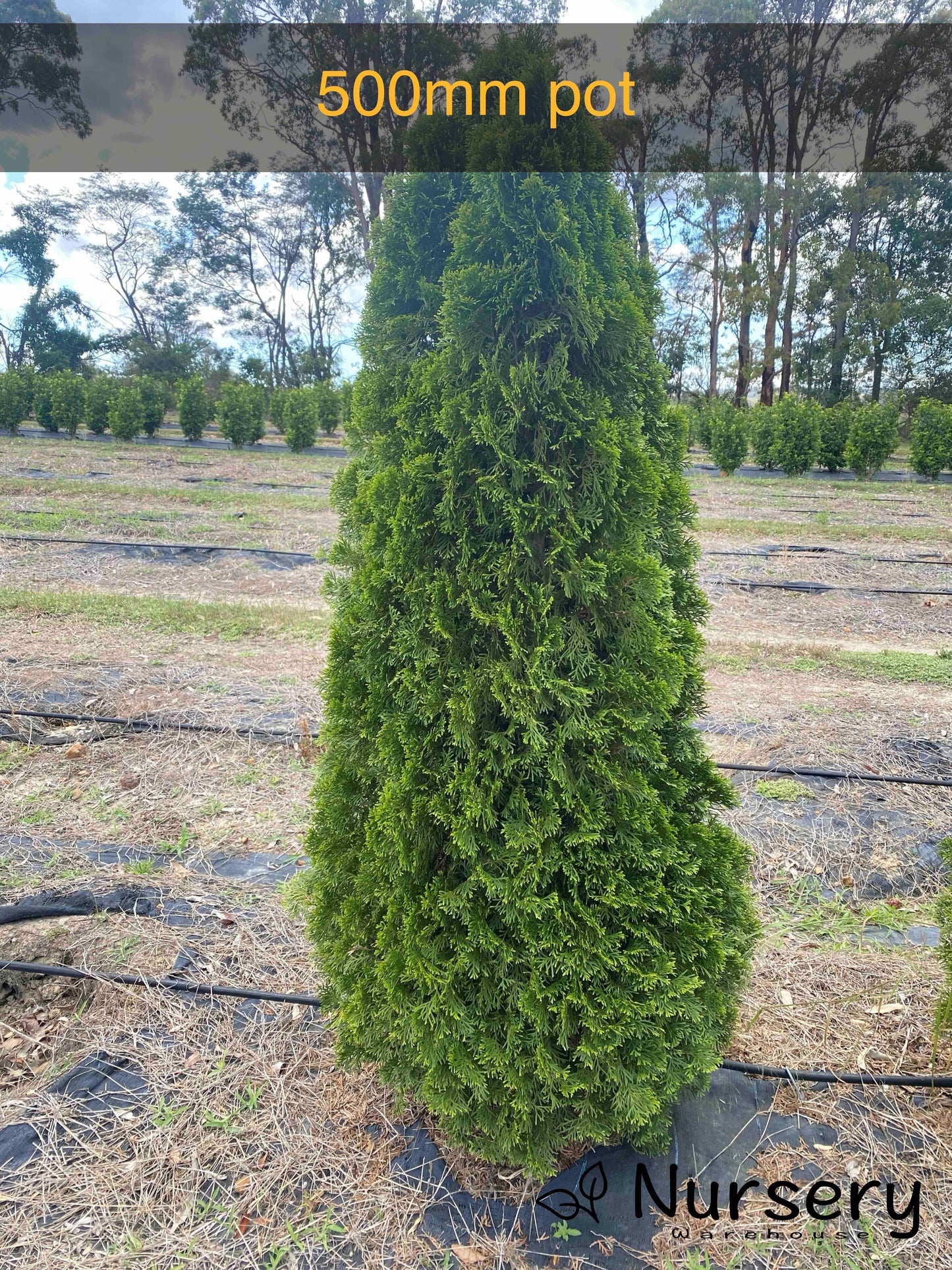 Thuja Smaragd (Emerald Green Arborvitae)
