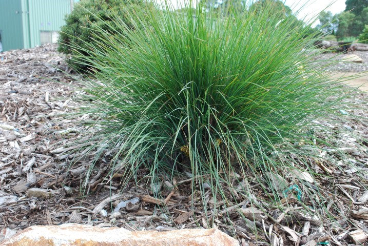 Lomandra confertifolia ‘Frosty Top’ – Mat Rush