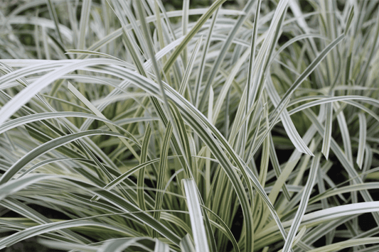 Lomandra longifolia (MURU) Great White™