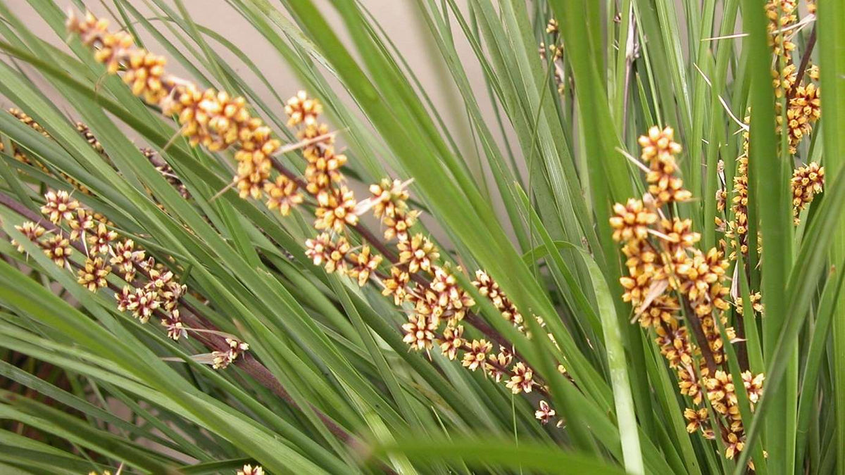 Lomandra 'Tanika' – Hardy, Low Maintenance Plant for Borders and ...