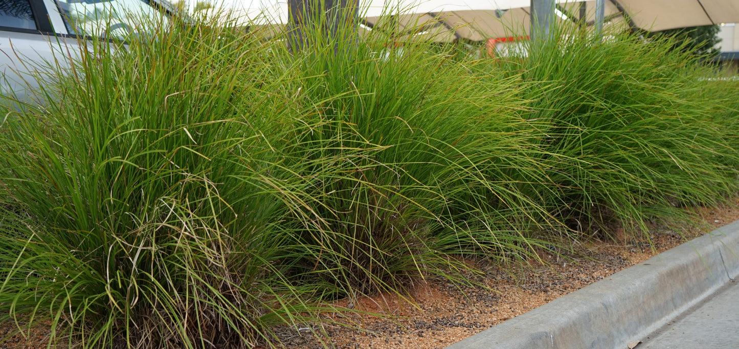 Lomandra confertifolia ‘Low Vista’ (Mat Rush)