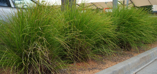 Lomandra confertifolia ‘Low Vista’ (Mat Rush)