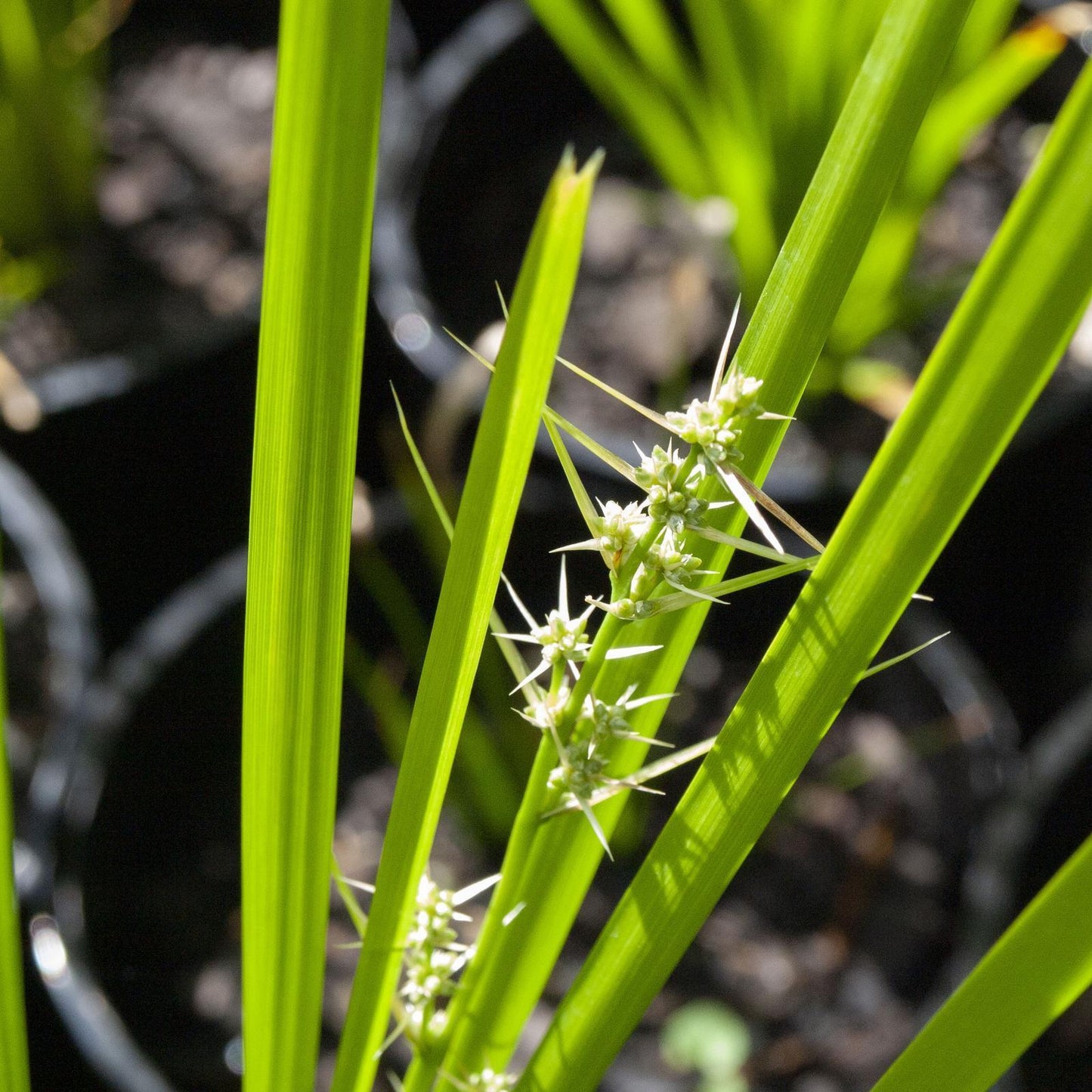 Lomandra Confertifolia ‘Little Pal’ (Little Pal Mat Rush)