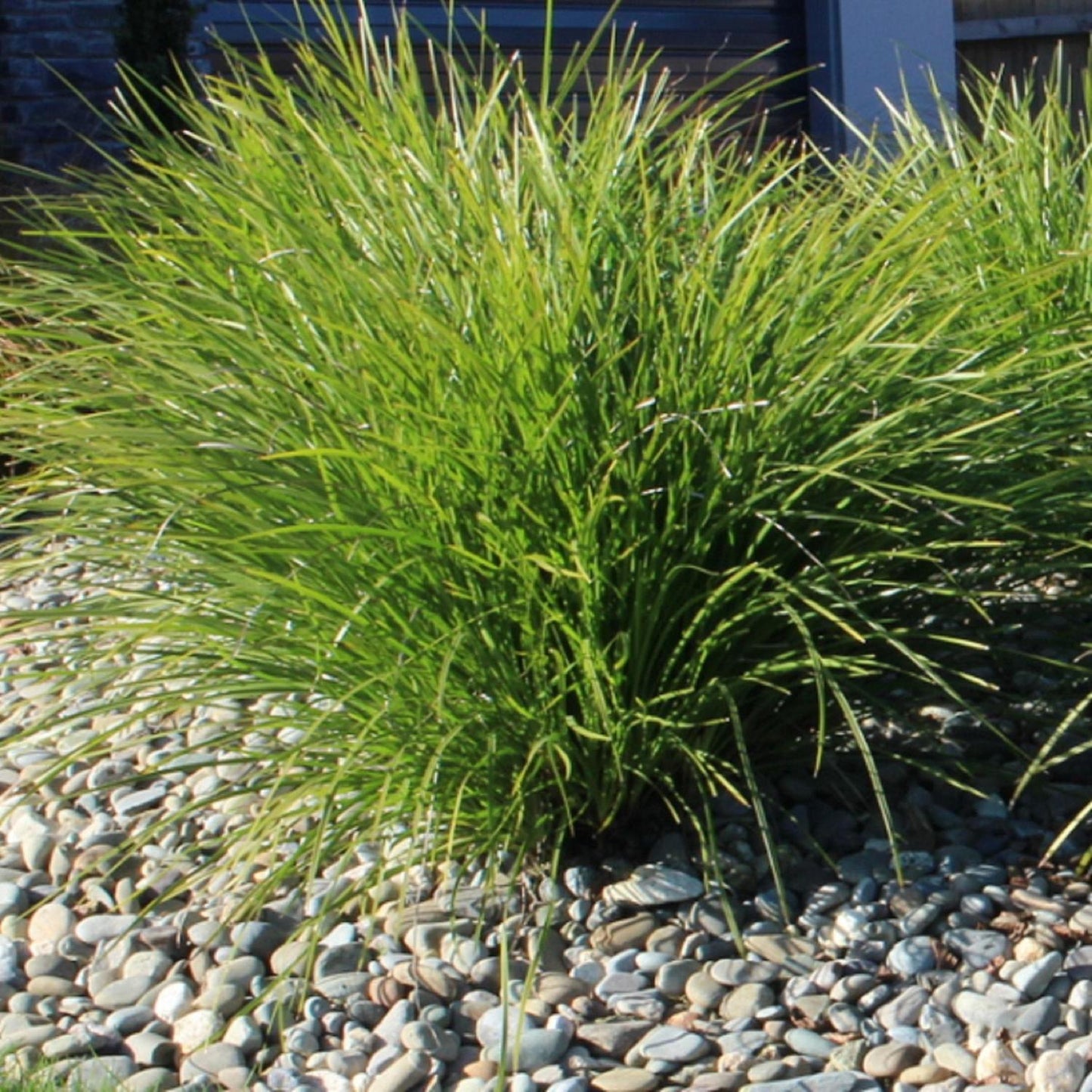 Lomandra Confertifolia ‘Little Pal’ (Little Pal Mat Rush)