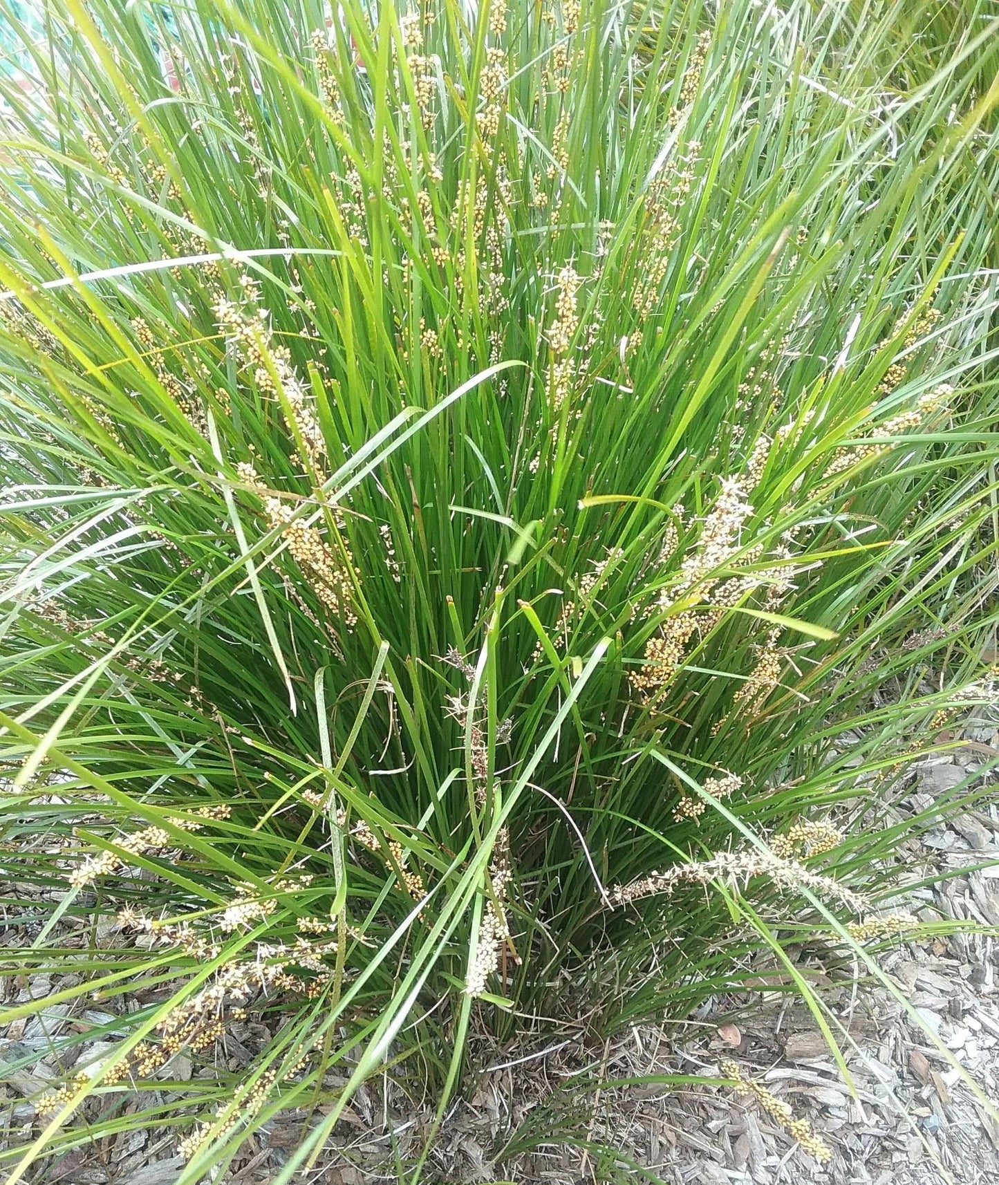 Lomandra Confertifolia ‘Little Pal’ (Little Pal Mat Rush)