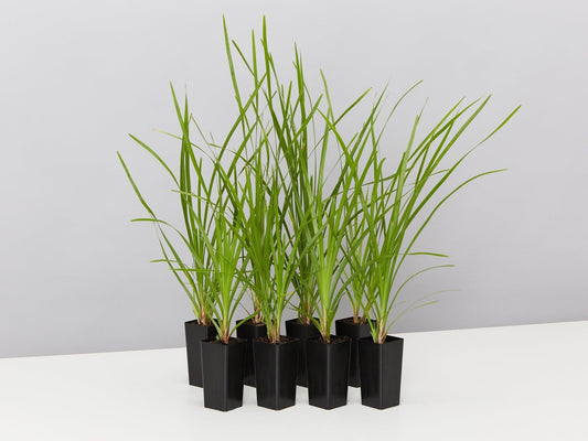 Lomandra Longifolia 'Little Cricket' (Little Cricket Mat Rush)