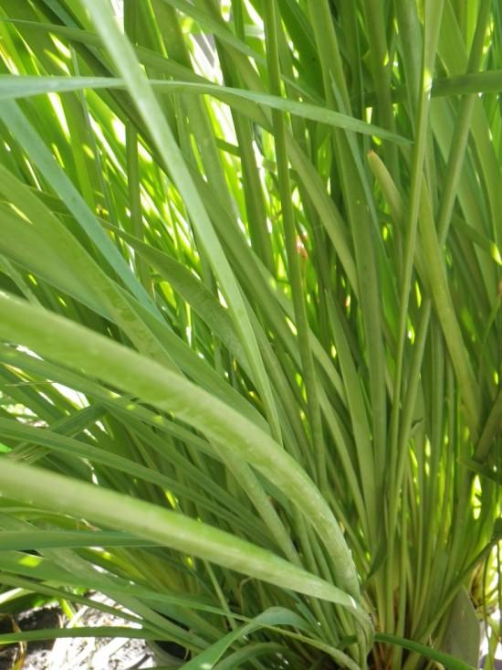 Lomandra Longifolia 'Little Cricket' (Little Cricket Mat Rush)