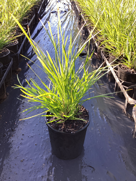 Lomandra Confertifolia ‘Little Pal’ (Little Pal Mat Rush)