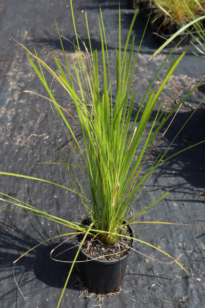 Lomandra (Lime Tuff) CLEARANCE