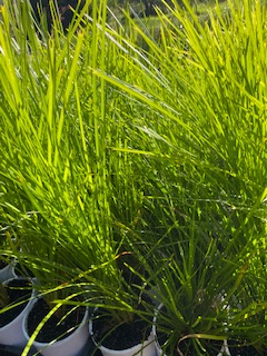 Lomandra (Lime Tuff) CLEARANCE