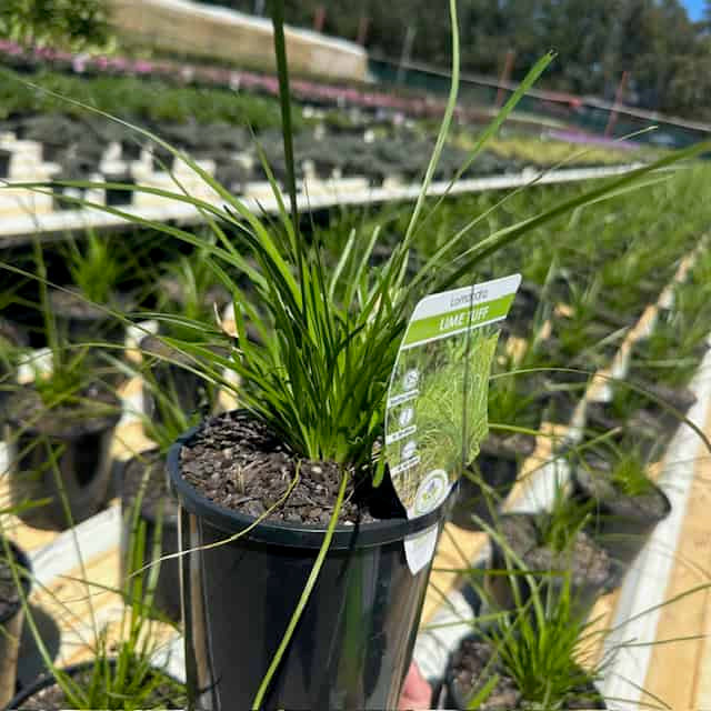 Lomandra (Lime Tuff) CLEARANCE