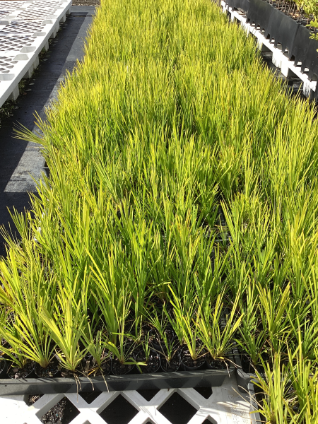 Lomandra 'Lime Tuff'