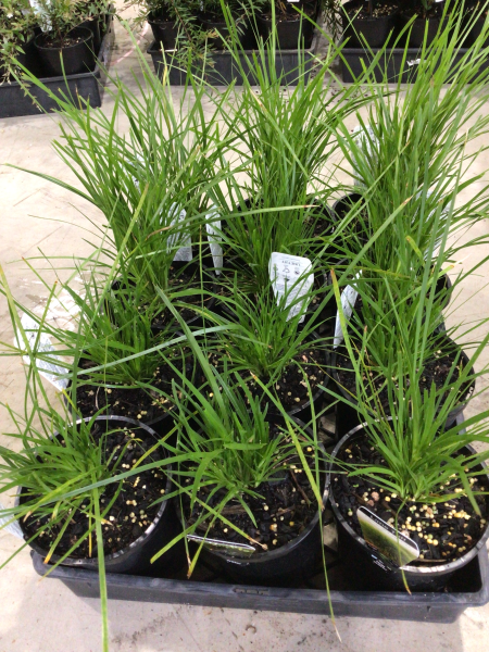 Lomandra 'Lime Tuff'