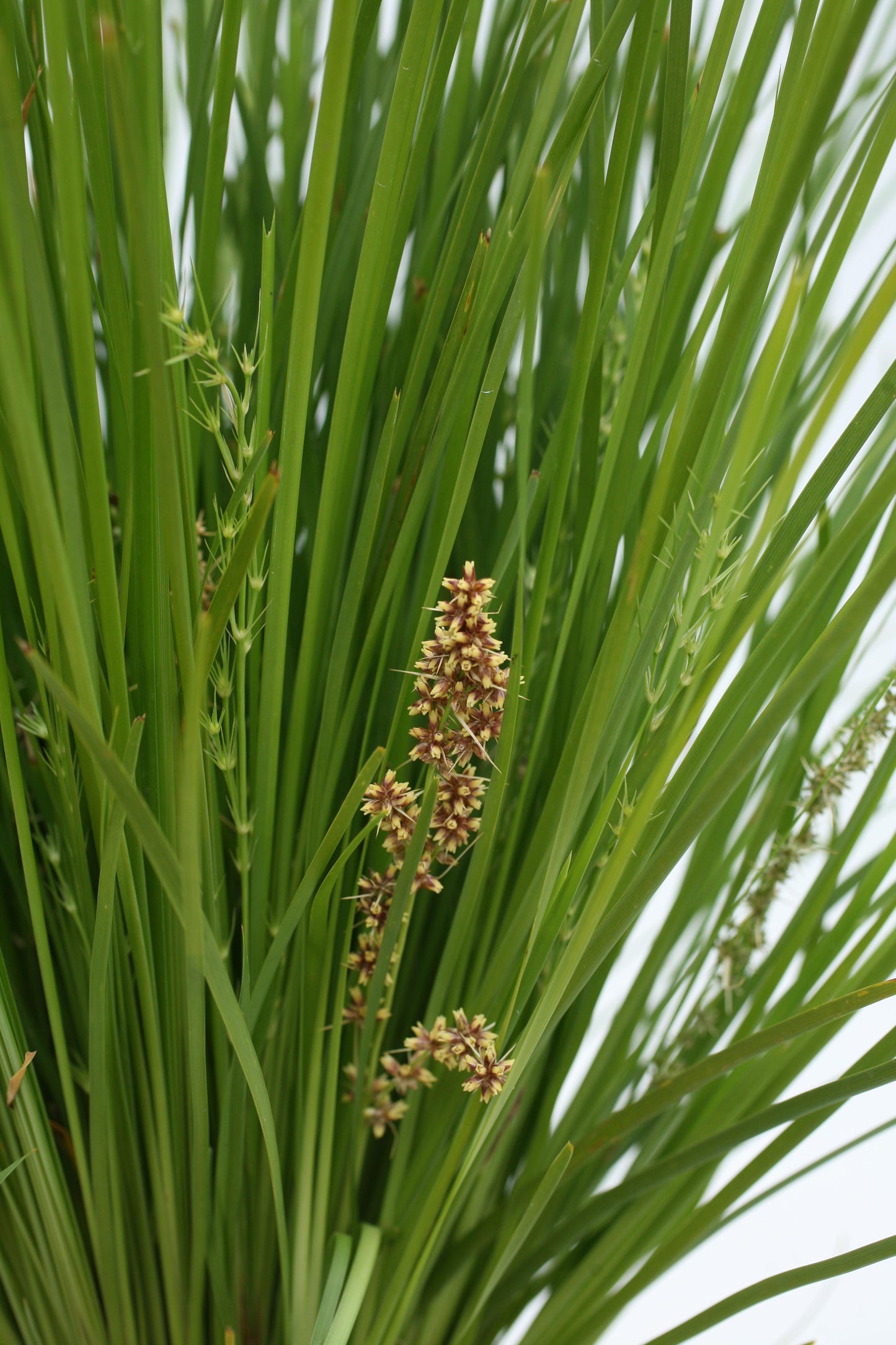 Lomandra 'Little Lime' (Little Lime Lomandra)