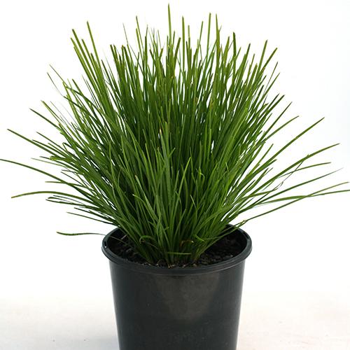 Lomandra 'Little Lime' (Little Lime Lomandra)