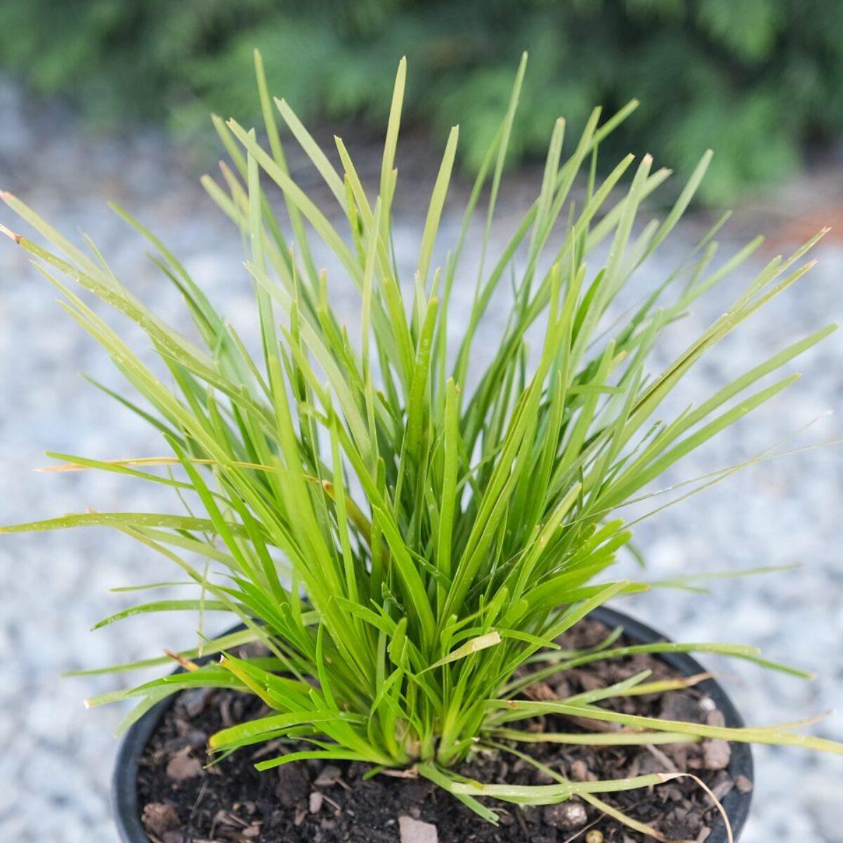 Lomandra 'Little Lime' (Little Lime Lomandra)