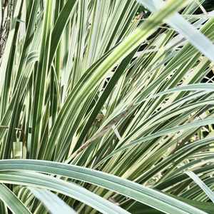 Lomandra hystrix (LMV200) ‘Lucky Stripe™’ PP26,418