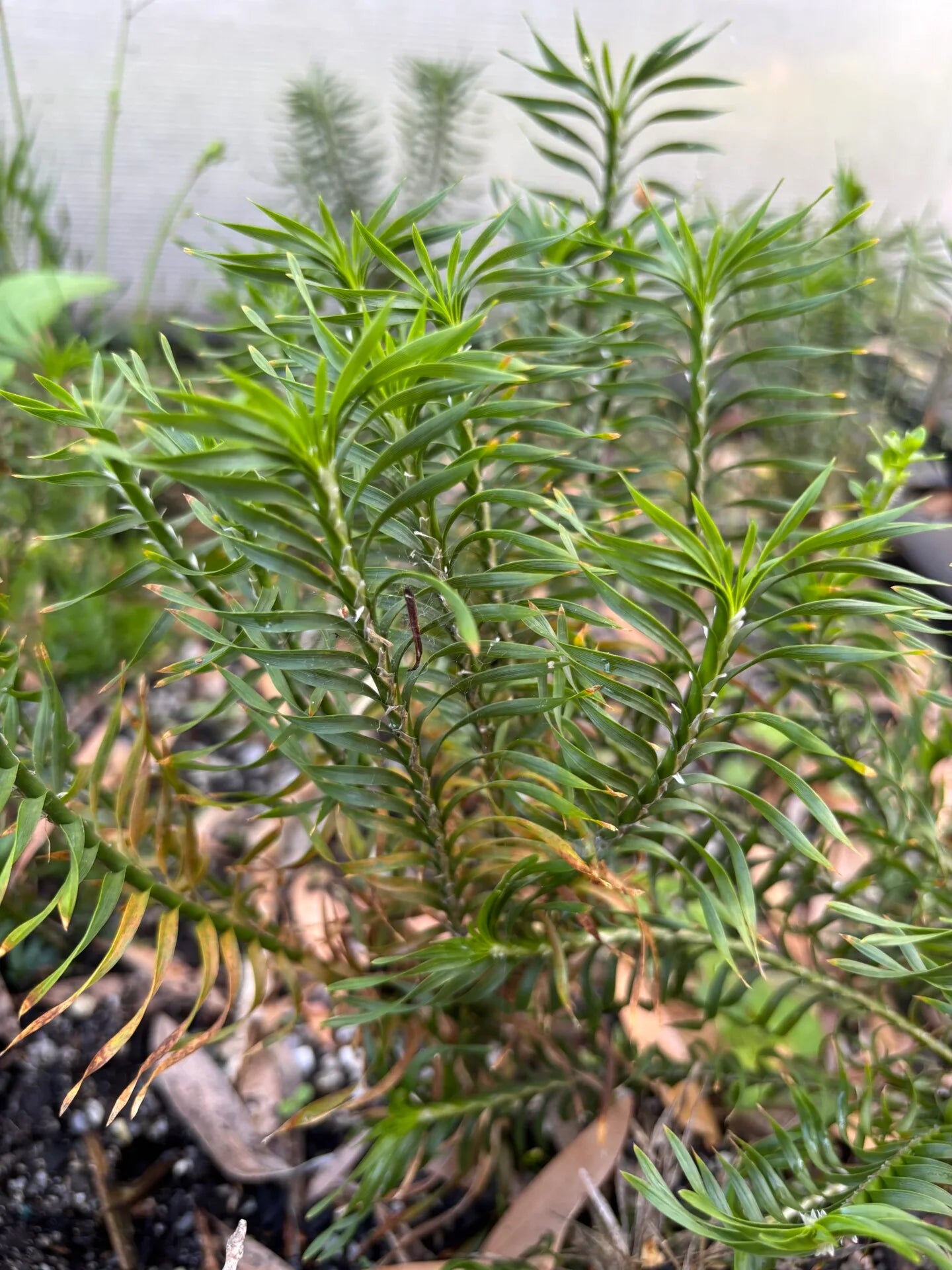 Lomandra Obliqua (Twisted Mat-Rush)