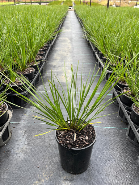 Lomandra longifolia ‘Verday’ (Lomandra)