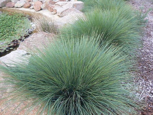 Lomandra Confertifolia 'Seascape'
