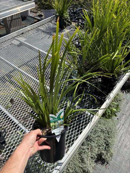 Lomandra Hystrix ‘LHBYF’ (Katie Belles™ Slender Mat Rush)