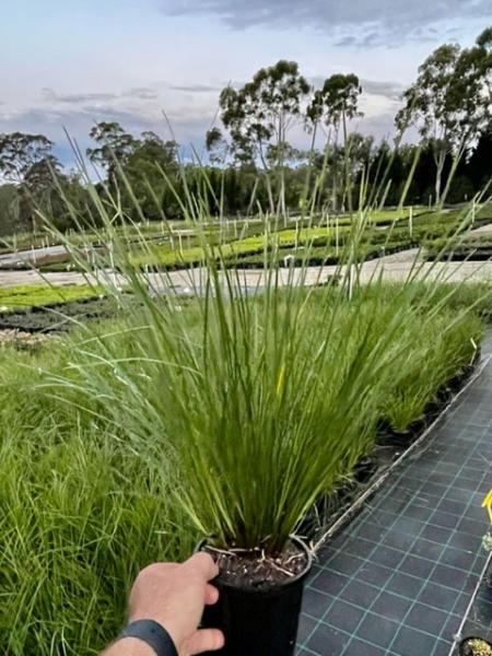 Lomandra longifolia ‘Verday’ (Lomandra)