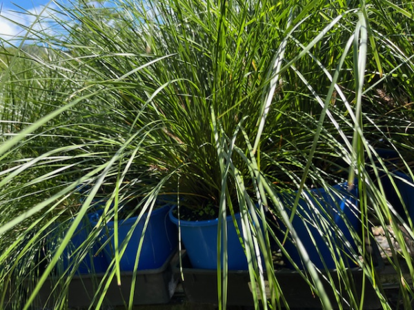 Lomandra longifolia ‘Verday’ (Lomandra)