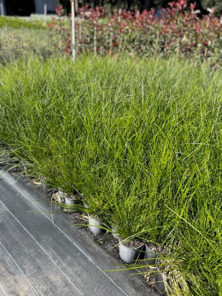 Lomandra longifolia ‘Verday’ (Lomandra)