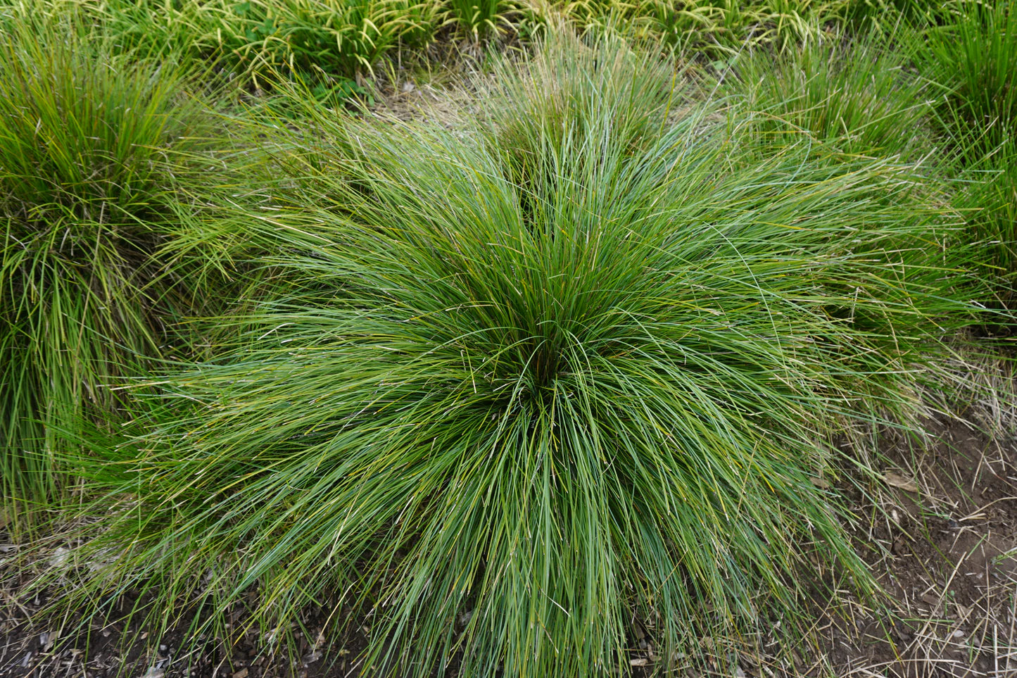 Lomandra fluvitalis (ABU7) Shara™ (Shara Lomandra)