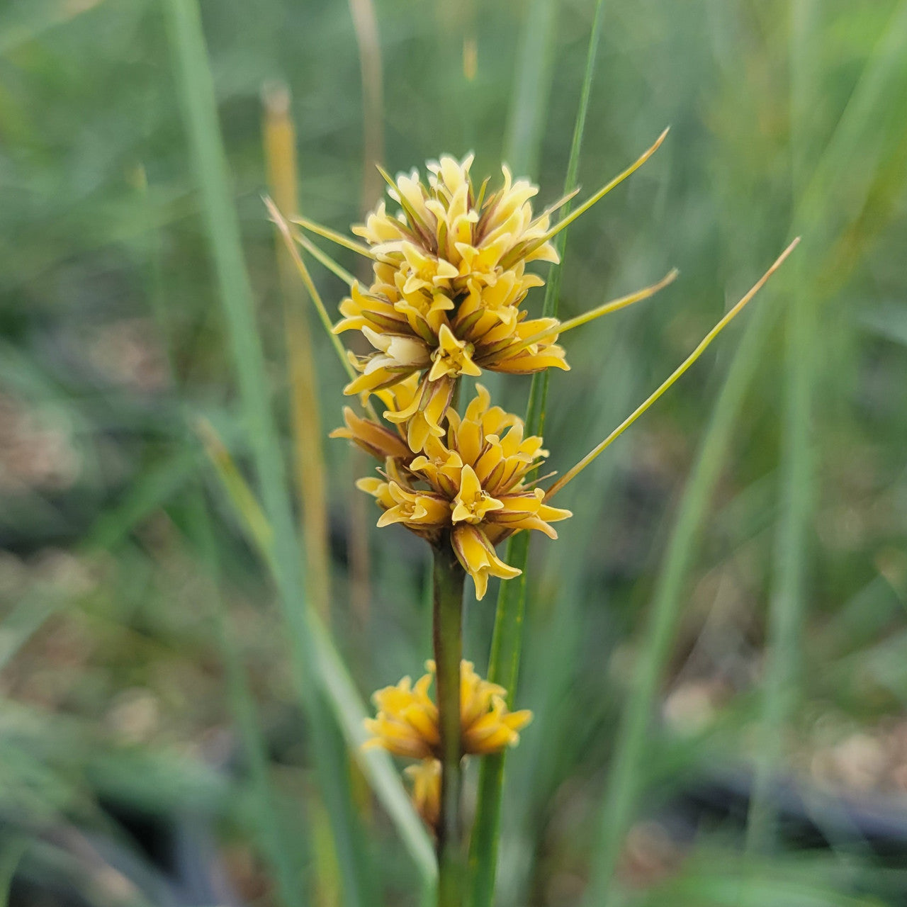 Lomandra fluvitalis (ABU7) Shara™ (Shara Lomandra)