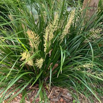 Lomandra Hystrix ‘Katie Belles’™