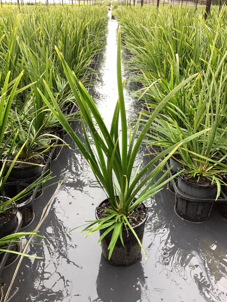 Lomandra Hystrix ‘LHBYF’ (Katie Belles™ Slender Mat Rush)