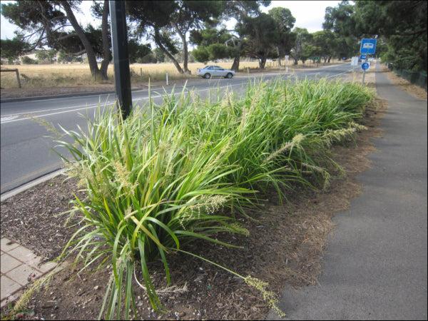 Lomandra Hystrix ‘Katie Belles’™