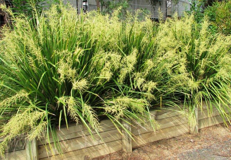 Lomandra Hystrix ‘Katie Belles’™