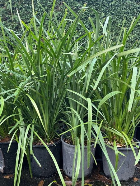 Lomandra longifolia (Spiny-Headed Mat Rush)